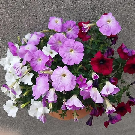 Prázdninový dům Escape