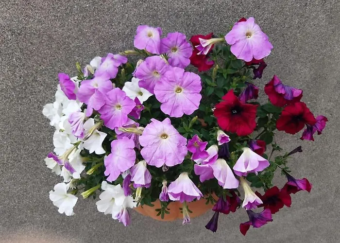 Dom wakacyjny Escape